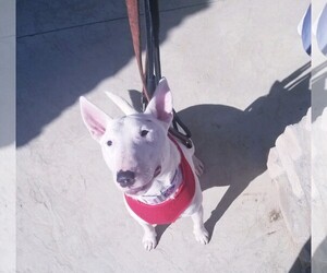 Miniature Bull Terrier Dogs for adoption in Dublin, OH, USA
