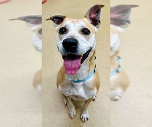 American Pit Bull Terrier Dogs for adoption in Derwood, MD, USA