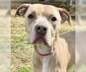 American Pit Bull Terrier Dogs for adoption in Evansville, IN, USA