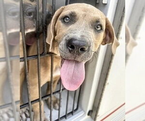 Mutt Dogs for adoption in Houston, TX, USA