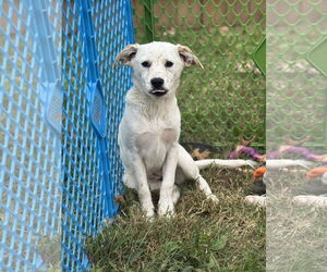 Basset Hound-Red Heeler Mix Dogs for adoption in Holly Springs, NC, USA