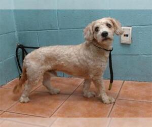 Mutt Dogs for adoption in Downey, CA, USA