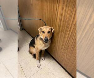 Mutt Dogs for adoption in Stockton, CA, USA