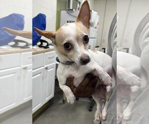 Chihuahua Dogs for adoption in Forestville, MD, USA