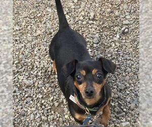 Dachshund Dogs for adoption in San Pablo, CA, USA