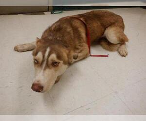 Siberian Husky Dogs for adoption in Oroville, CA, USA