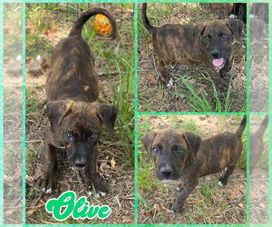 Labrador Retriever-Unknown Mix Dogs for adoption in Blacksburg, SC, USA