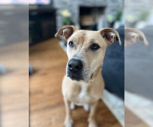 Labrador Retriever-Unknown Mix Dogs for adoption in Rockaway, NJ, USA