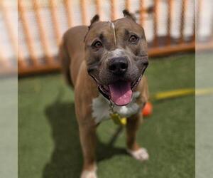 Mutt Dogs for adoption in Las Vegas, NV, USA