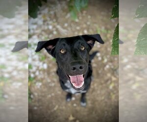 Golden Retriever-Unknown Mix Dogs for adoption in Pleasanton, TX, USA