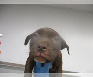 American Pit Bull Terrier-Unknown Mix Dogs for adoption in Oklahoma City, OK, USA