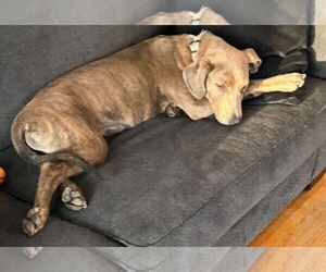 Catahoula Leopard Dog-Mountain Cur Mix Dogs for adoption in Princeton, MN, USA