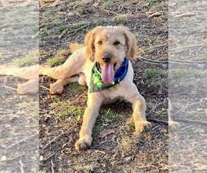 Labradoodle Dogs for adoption in Lee's Summit, MO, USA