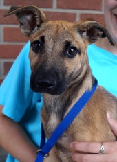 German Shepherd Dog Dogs for adoption in Carrollton, TX, USA