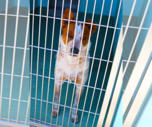 Texas Heeler Dogs for adoption in Pasadena, CA, USA