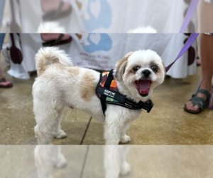 Shih Tzu Dogs for adoption in West Palm Beach, FL, USA