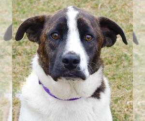 Labrador Retriever-Saint Bernard Mix Dogs for adoption in Huntley, IL, USA