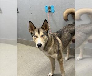 Siberian Husky-Unknown Mix Dogs for adoption in Las Vegas, NV, USA