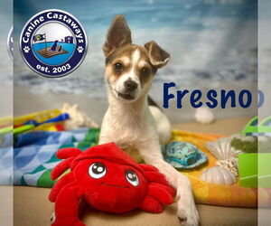 Chihuahua-Unknown Mix Dogs for adoption in Arcadia, FL, USA