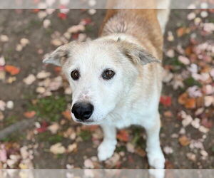 Labrador Retriever-Unknown Mix Dogs for adoption in Tulsa, OK, USA