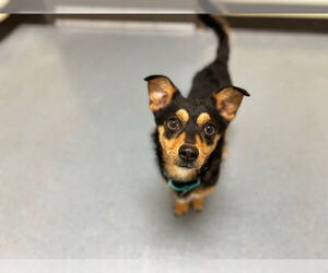 Chihuahua-Unknown Mix Dogs for adoption in Denver, CO, USA