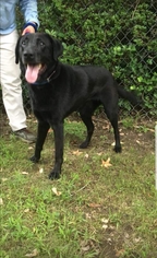 Labrador Retriever Dogs for adoption in Millersville, MD, USA