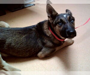 Medium Photo #1 German Shepherd Dog-Unknown Mix Puppy For Sale in Martinez, CA, USA