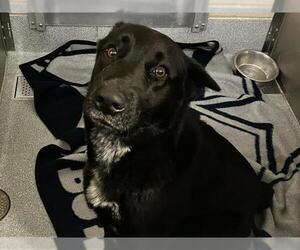 German Shepherd Dog Dogs for adoption in Orange, CA, USA