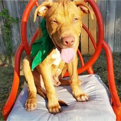 American Pit Bull Terrier Dogs for adoption in Royse City, TX, USA