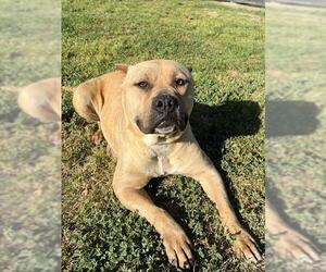 Mutt Dogs for adoption in Riverside, CA, USA