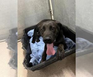 Labrador Retriever-Unknown Mix Dogs for adoption in HESPERIA, CA, USA