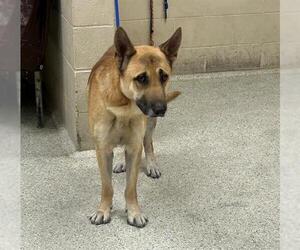 Medium Photo #1 German Shepherd Dog Puppy For Sale in Conroe, TX, USA
