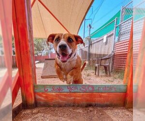 Basset Hound-Unknown Mix Dogs for adoption in Austin, TX, USA