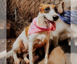 Parson Russell Terrier Dogs for adoption in Phenix City, AL, USA