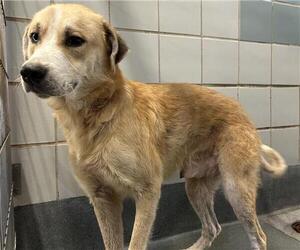 Labrador Retriever-Unknown Mix Dogs for adoption in San Antonio, TX, USA