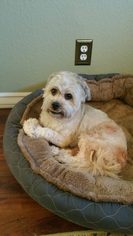 Shih Tzu Dogs for adoption in Oceanside, CA, USA