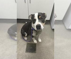 Mutt Dogs for adoption in HESPERIA, CA, USA