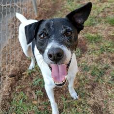 Jack-Rat Terrier Dogs for adoption in Arlington, VA, USA