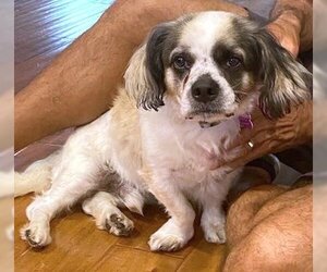 Bea-Tzu Dogs for adoption in Corona, CA, USA