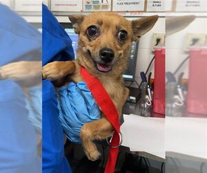 Chihuahua Dogs for adoption in San Bernardino, CA, USA