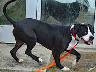 Mastiff Dogs for adoption in Ogden, UT, USA