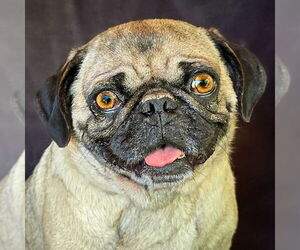 Pug Dogs for adoption in Albuquerque, NM, USA