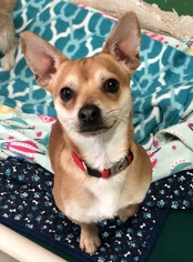 Shiba Inu-Unknown Mix Dogs for adoption in Fresno, CA, USA