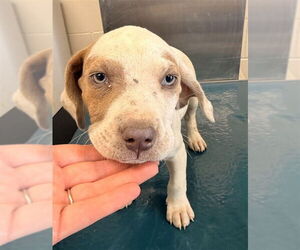 Pointer-Unknown Mix Dogs for adoption in Mobile, AL, USA