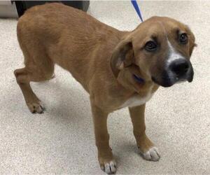 Boxer-German Shepherd Dog Mix Dogs for adoption in Riverside, CA, USA