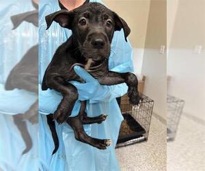 Pointer Dogs for adoption in San Antonio, TX, USA