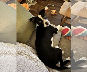 Boston Terrier-Unknown Mix Dogs for adoption in San Diego, CA, USA