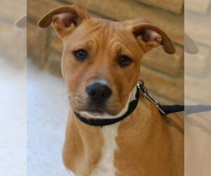 Mutt Dogs for adoption in Enfield, CT, USA