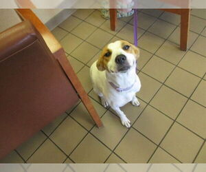 Beagle-Unknown Mix Dogs for adoption in Ocala, FL, USA