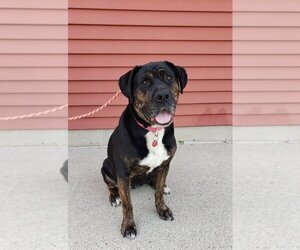 Rottweiler-American Pit Bull Terrier Dogs for adoption in Fargo, ND, USA